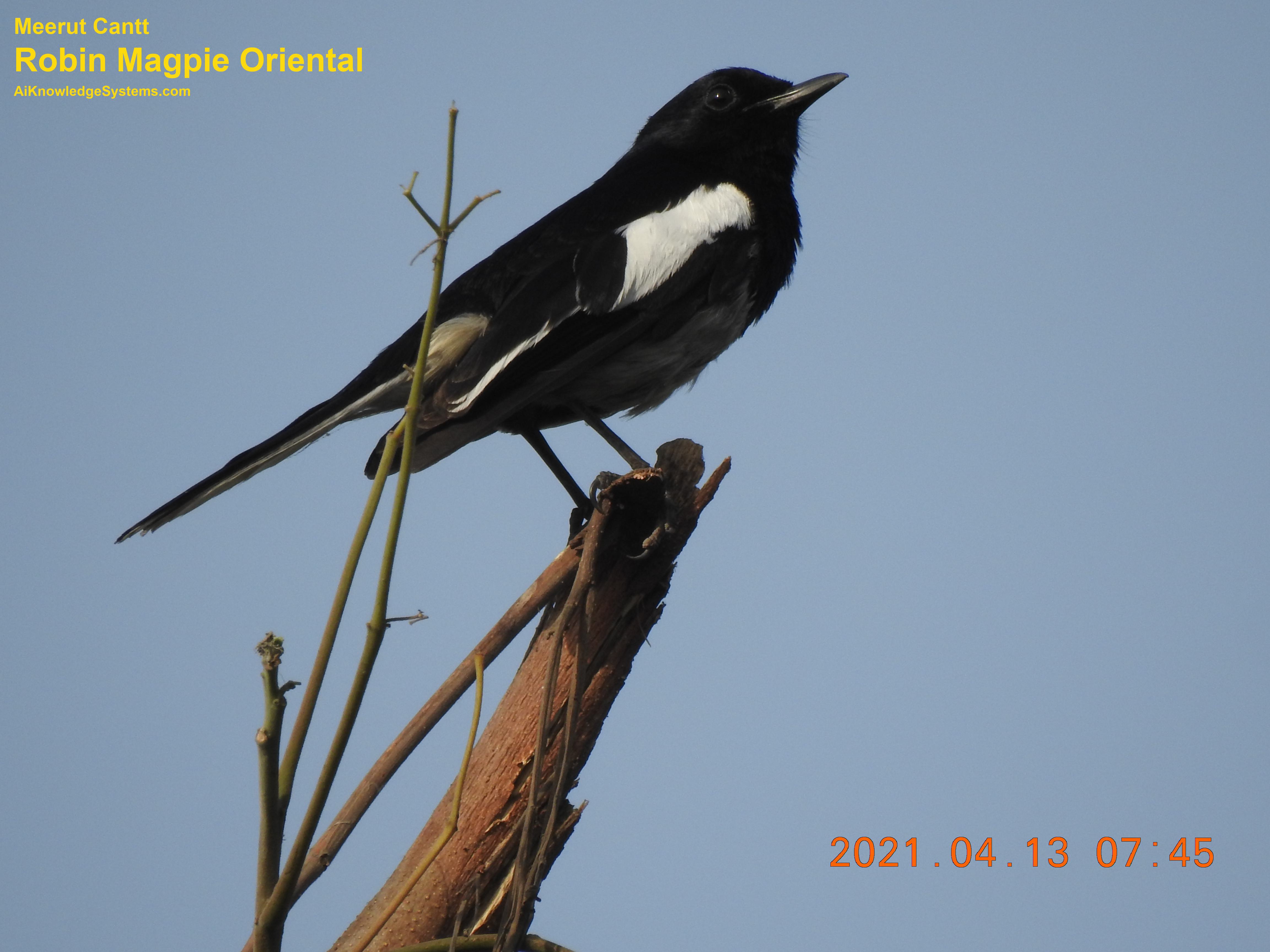 Magpie Robin (44) Coming Soon